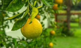 Il Femminiello Siracusano: L'Anima dei Limoni Siciliani Disponibili su Agricook.it